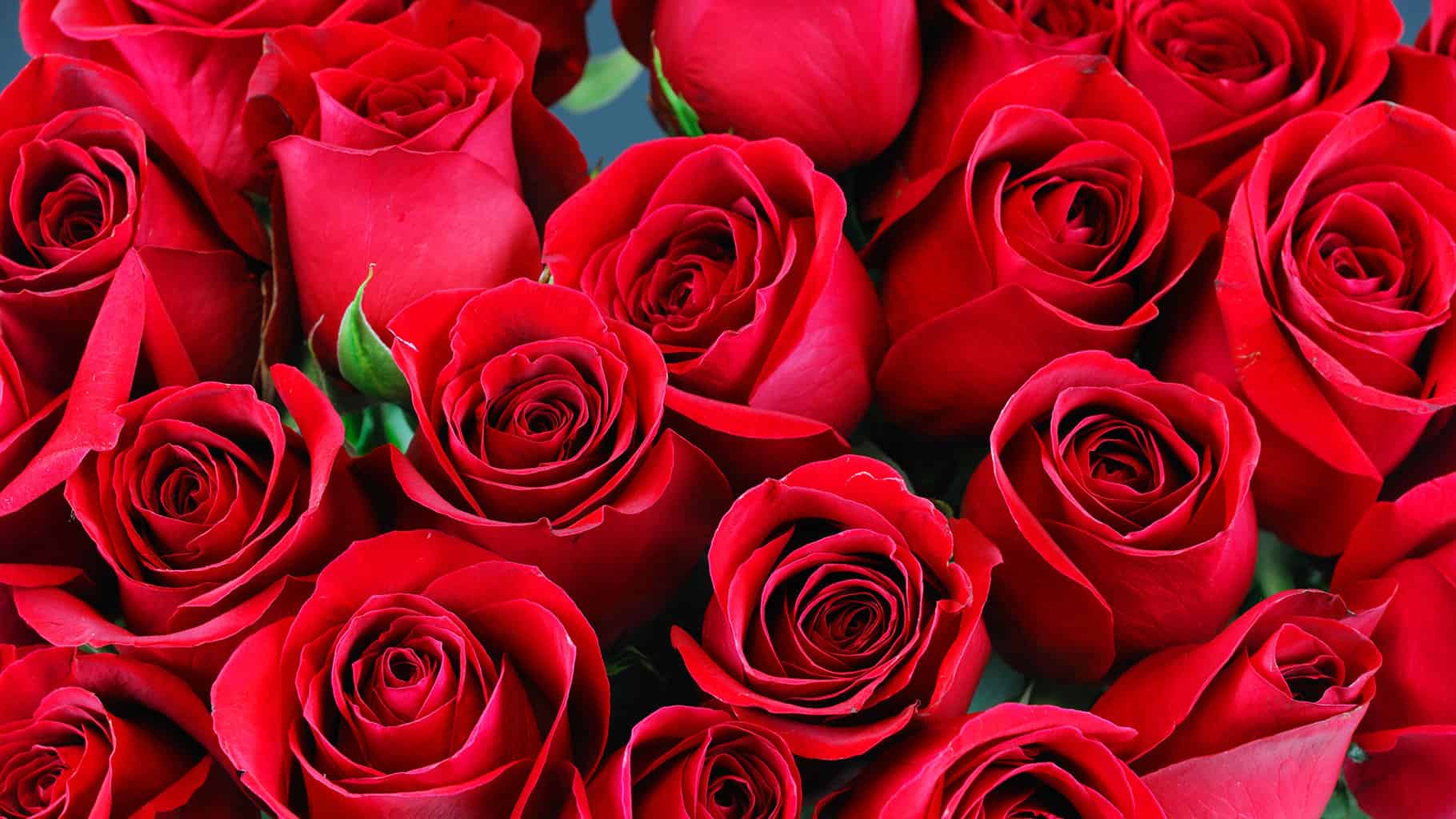 Two Dozen Beautiful Red Roses | Wild Daisy Florist