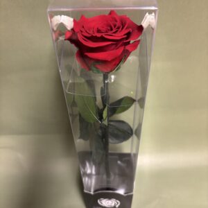 Single forever red rose in gift box